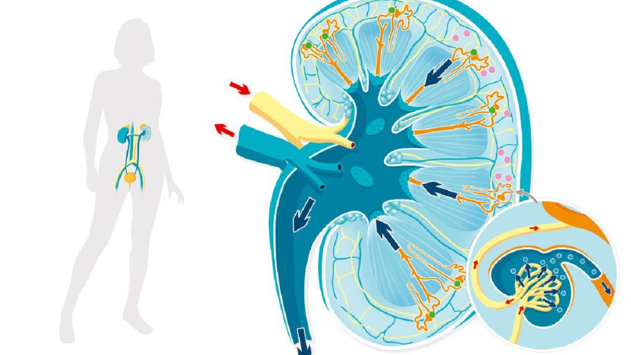 Renal anatomy and physiology