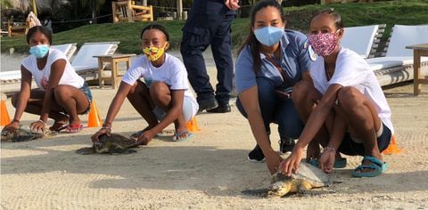 Tortugas liberadas en Parque Corales