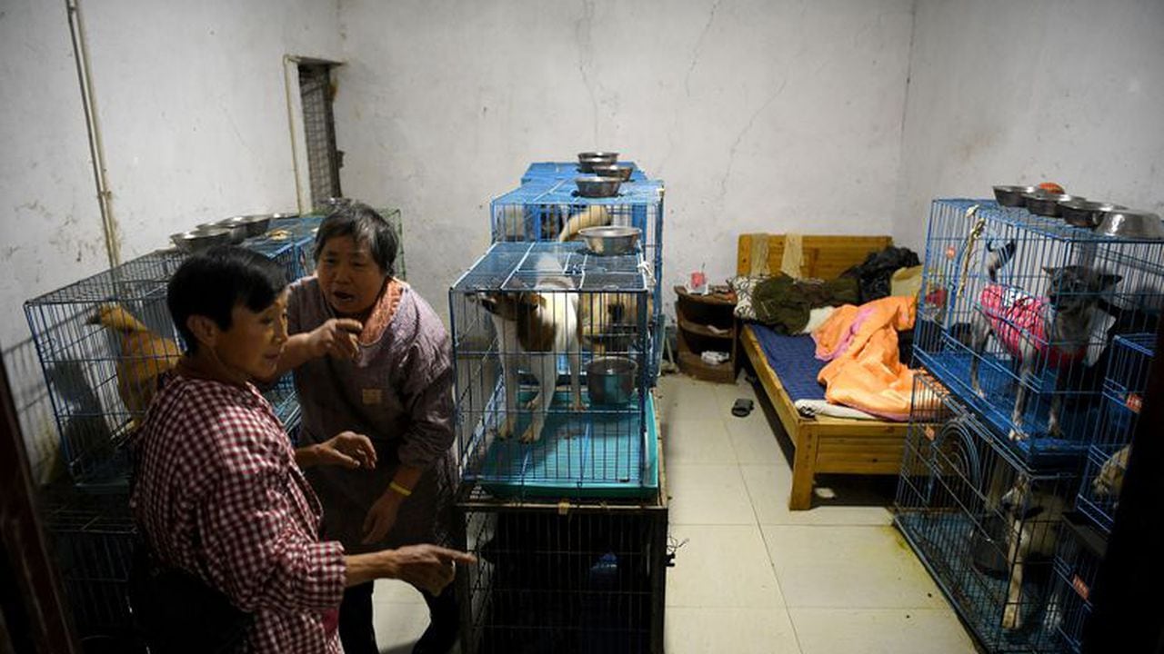 La historia de la mujer que mantiene a 1.300 perros callejeros en su casa