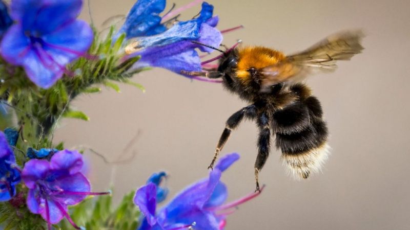 Un estudio determinó que los abejorros aprenden comportamientos al observarlos en otros miembros de su especie.