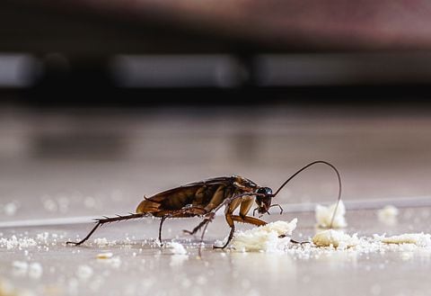 La falta de aseo contribuye a la aparición de cucarachas en el hogar.