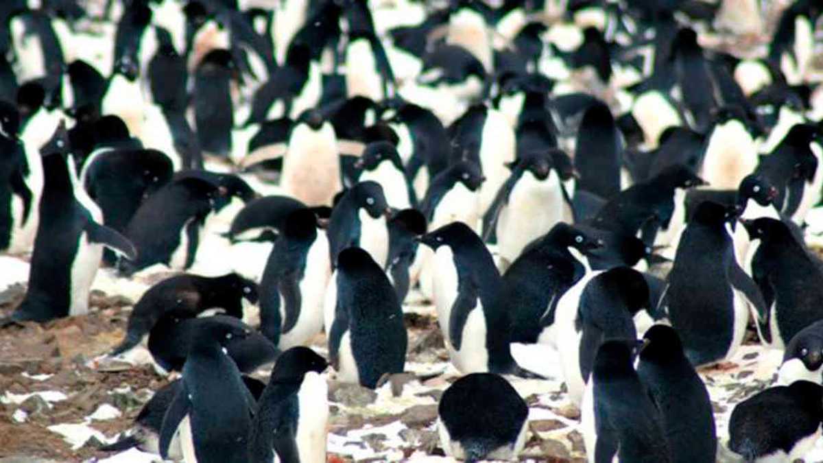 Los investigadores analizaron tres especies de pingüinos que habitan en la Antártida. 