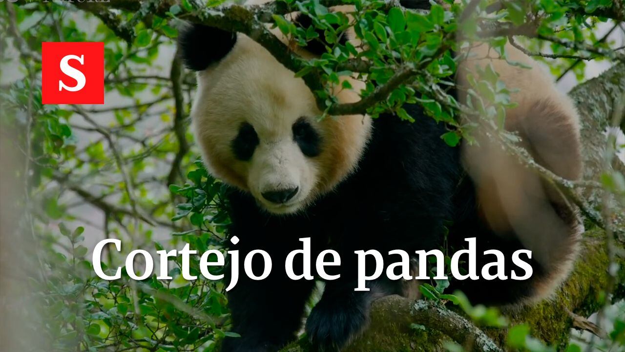 Captan en video el cortejo de una pareja de pandas salvajes