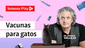 Vacunas para gatos | Enrique Vallejo en Salud Animal