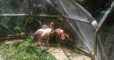 Los tres flamencos eran dos hembras y un macho que fueron víctimas del tráfico de fauna en Fusagasugá, Cundinamarca. Foto: CAR | Noticias hoy