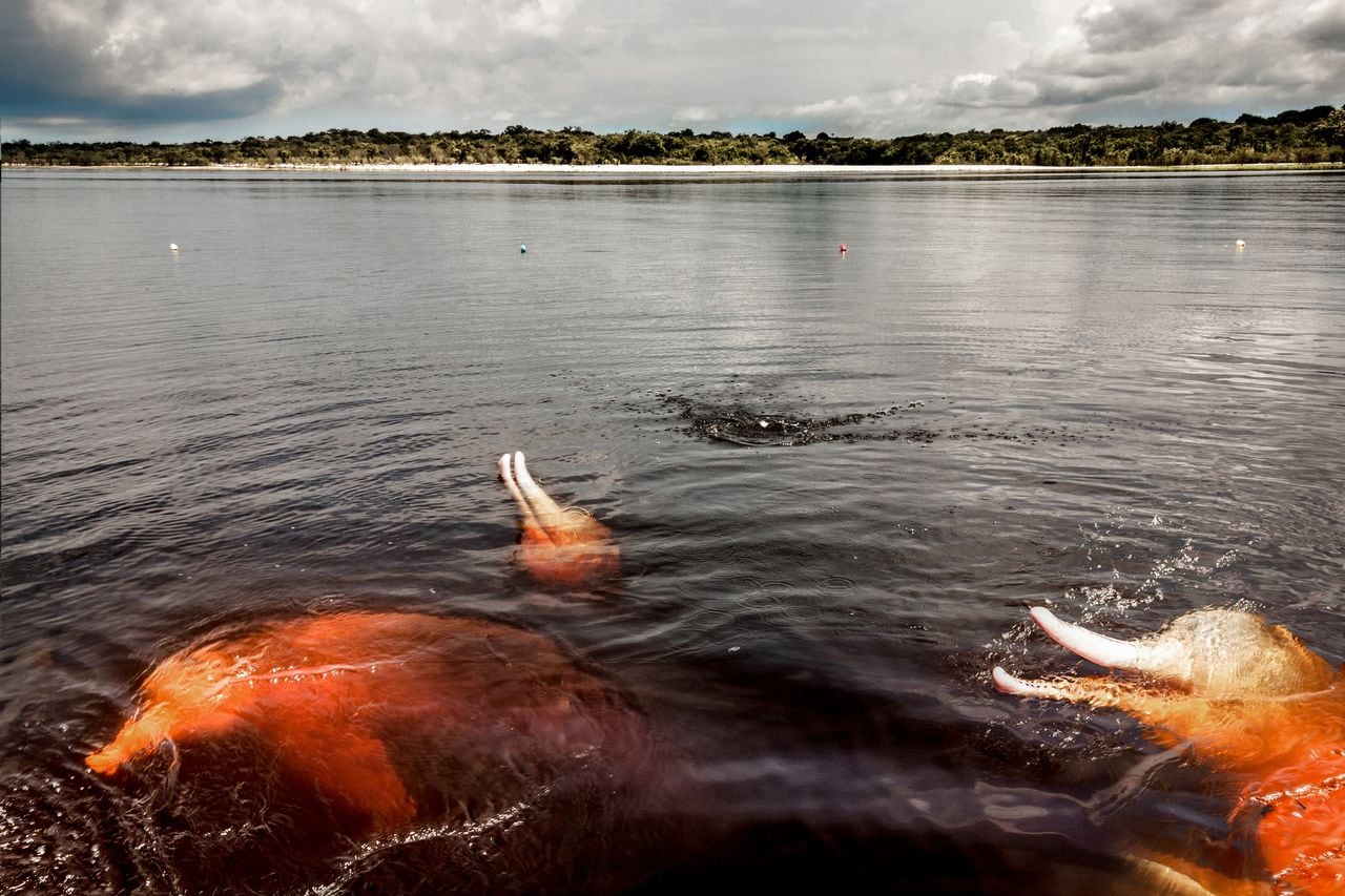 Al menos 140 delfines rosados (Inia geoffrensis) y tucuxi (Sotalia fluviatilis) fueron encontrados muertos en el lago Tefé, en la Amazonia: André Coelho/Instituto Mamirauá.