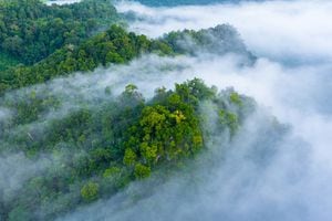 Vista aérea de la niebla de la mañana en la montaña de la selva tropical, fondo de bosque y niebla, bosque de fondo de vista aérea superior.