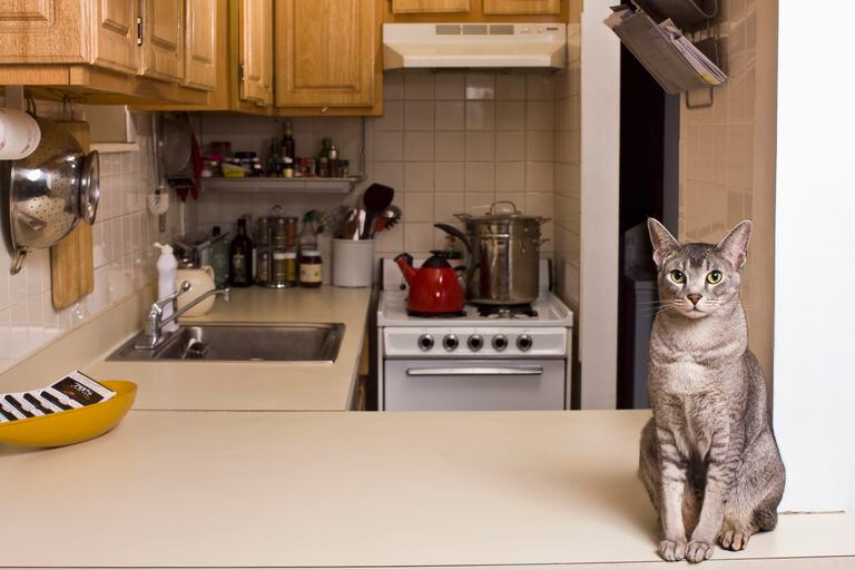 Gato sentado en la encimera de la cocina pequeña