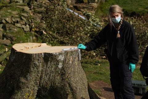 Los investigadores forenses de la policía de Northumbria examinan el árbol talado Sycamore Gap, en el Muro de Adriano en Northumberland. Un joven de 16 años ha sido arrestado bajo sospecha de causar daños criminales en relación con la tala de uno de los árboles más fotografiados del Reino Unido.