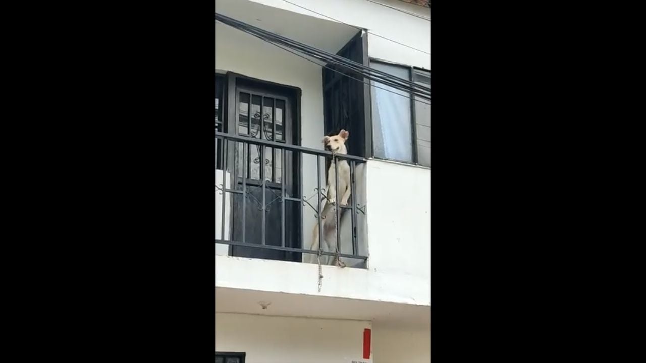 El caso tiene que ver con un perro, el cual denunciaron que dejan abandonado en un balcón durante todo el día.