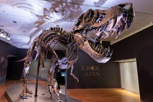 Stan, uno de los fósiles de Tyrannosaurus rex más grandes y completos descubiertos, está en exhibición el martes 15 de septiembre de 2020 en Christie's en Nueva York. (Foto AP / Mary Altaffer)