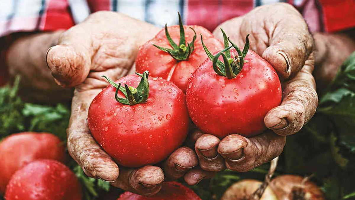 El tomate es uno de los alimentos más fáciles de cultivar y suele ser habitual entre quienes inician la aventura de crear un huerto casero.