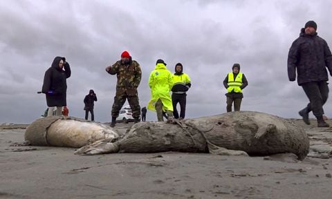 Autoridades de Rusia estudian las causas de la mortandad de focas que aparecieron en la costa del Caspio.