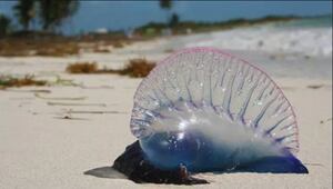 conocida como fragata portuguesa, agua mala, botella azul o falsa medusa, es una especie de invertebrado de la familia Physaliidae que se suele encontrar en mar abierto