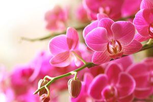 Las orquídeas birndan una seria de beneficios en el hogar.