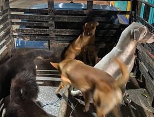 Los perros estaban en el parque de Alcalá, Valle del Cauca, antes de ser recogidos por una camioneta.