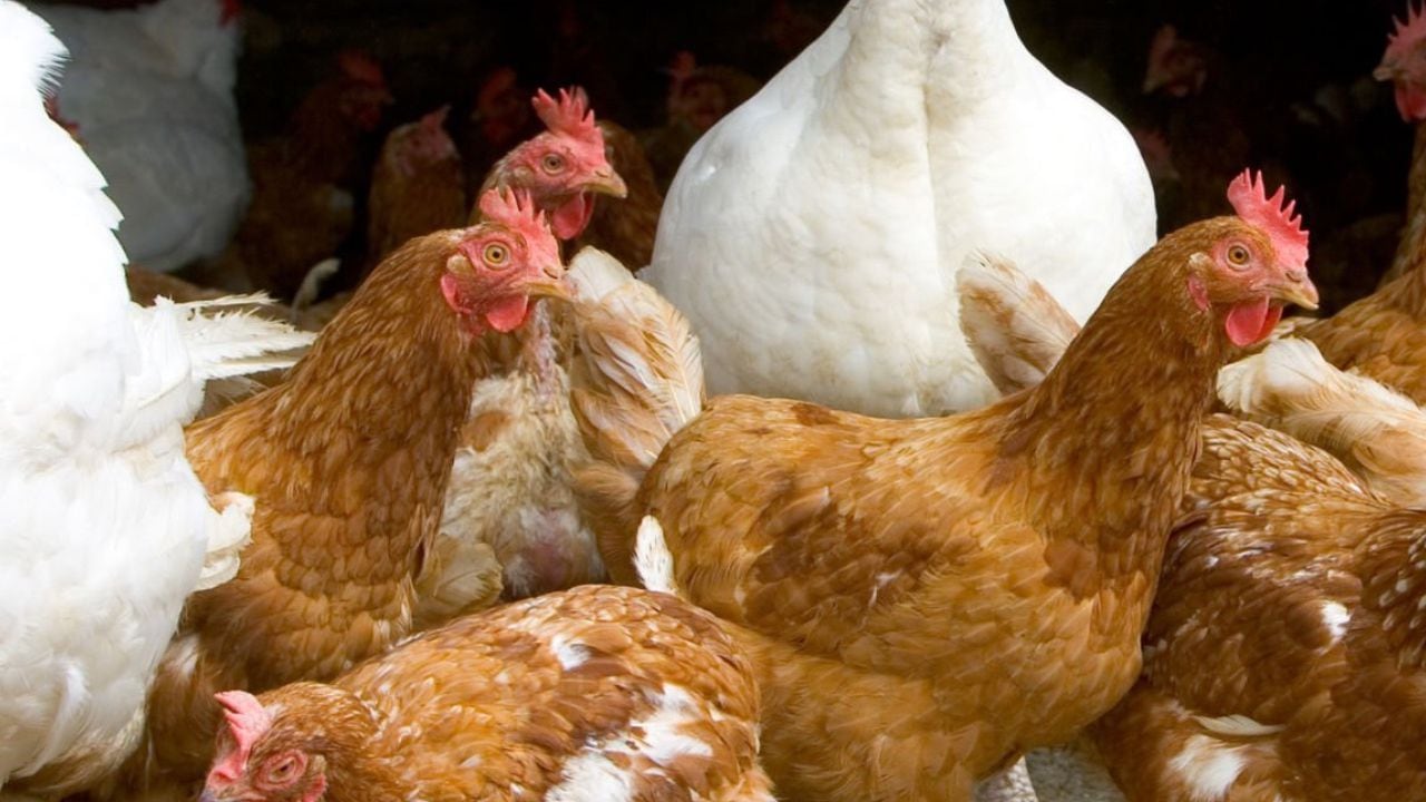 El sector agrícola se mantiene en alerta para evitar que se repita el brote de gripe aviar de 2015