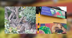 En redes sociales se hizo viral un vídeo en el que se mostraba un nido de ratas cerca a plaza de mercado Las Ferias. El Distrito intervino.