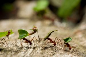El estudio señaló que en la zona de los trópicos es donde se tiene la mayor densidad de hormigas.