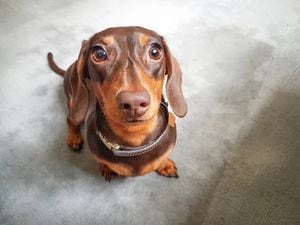 Perro de raza Dachshund.