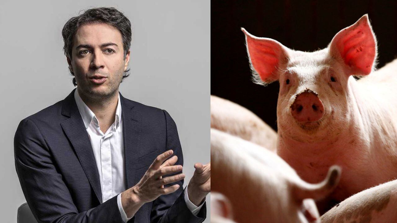 Alcalde Daniel Quintero; imagen de referencia de cerdo.
