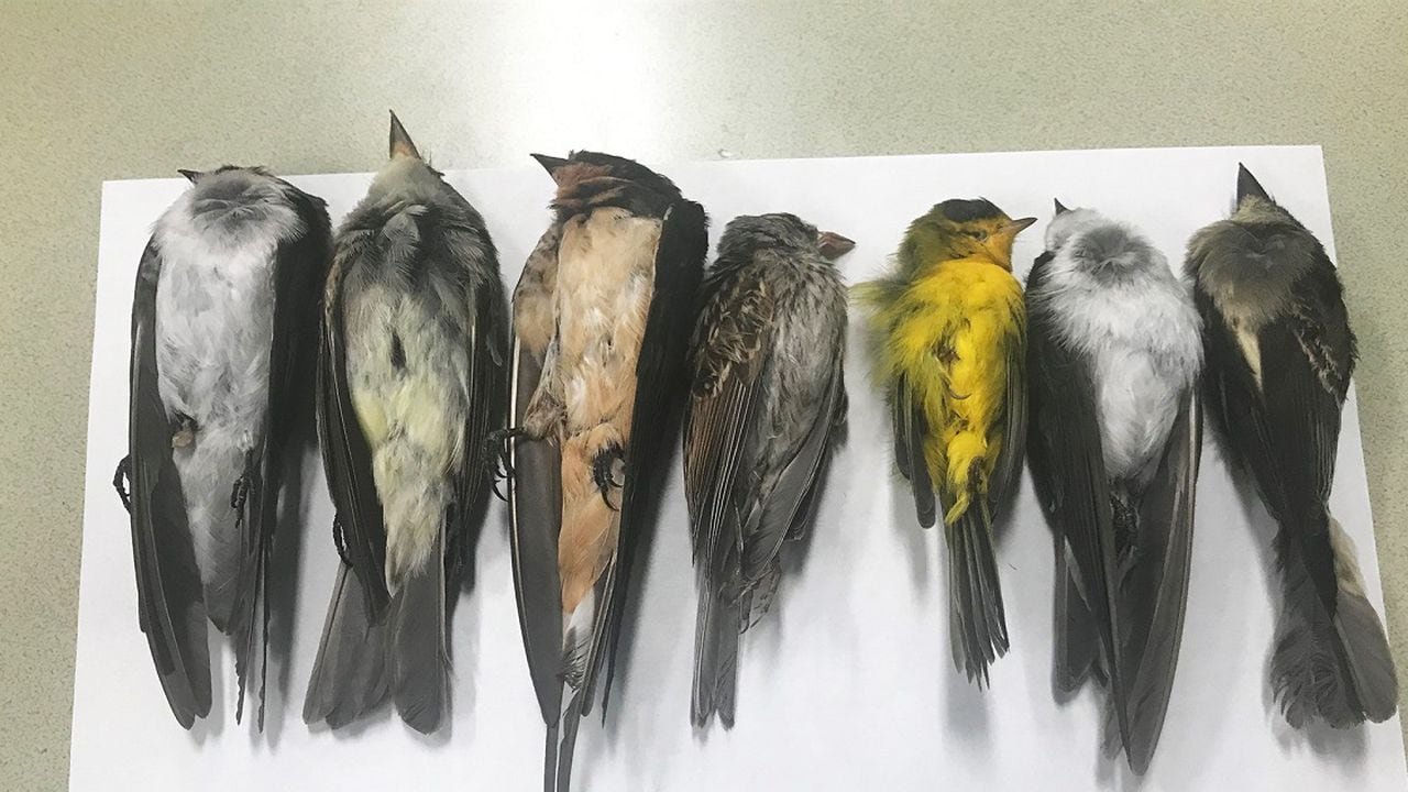 Aves muertas en Nuevo México, EE.UU.