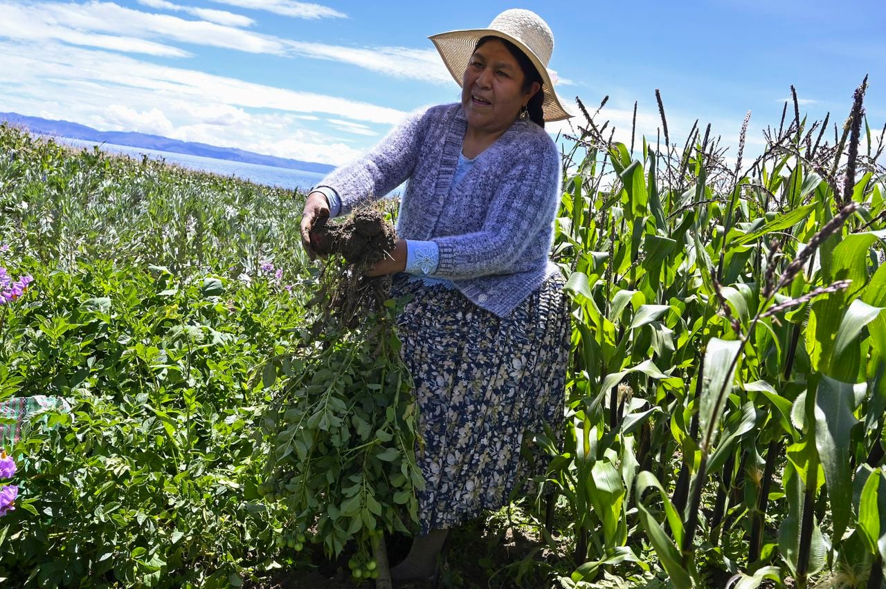 Bertha Aguilar cultiva esperanza y justicia para su comunidad. Su compromiso con los derechos de las mujeres aymaras en Bolivia trasciende los límites de su consultorio jurídico.