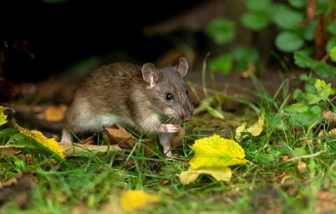 Ratón / Ratones