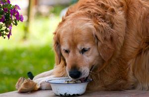 Perro con obesidad.