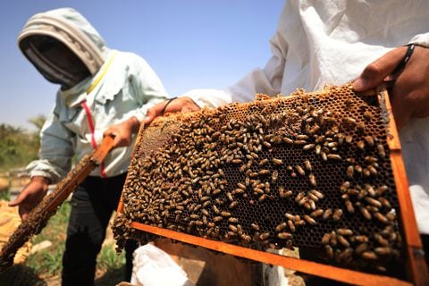 Para encontrar verdor y forraje, la abeja debe recorrer distancias cada vez más largas.