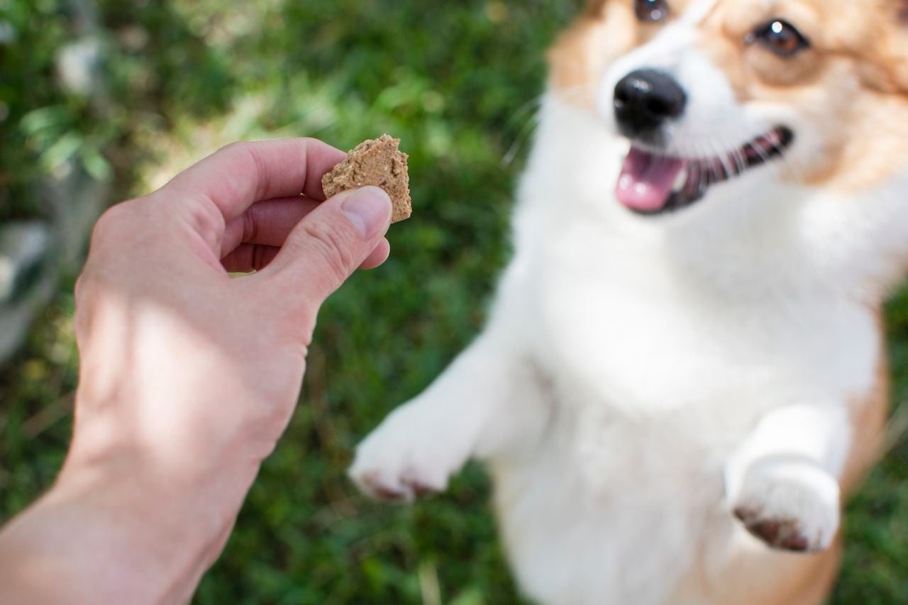 Offering a treat to a dog. Dog treat cookie for a Pembroke Welsh Corgi. Pet care