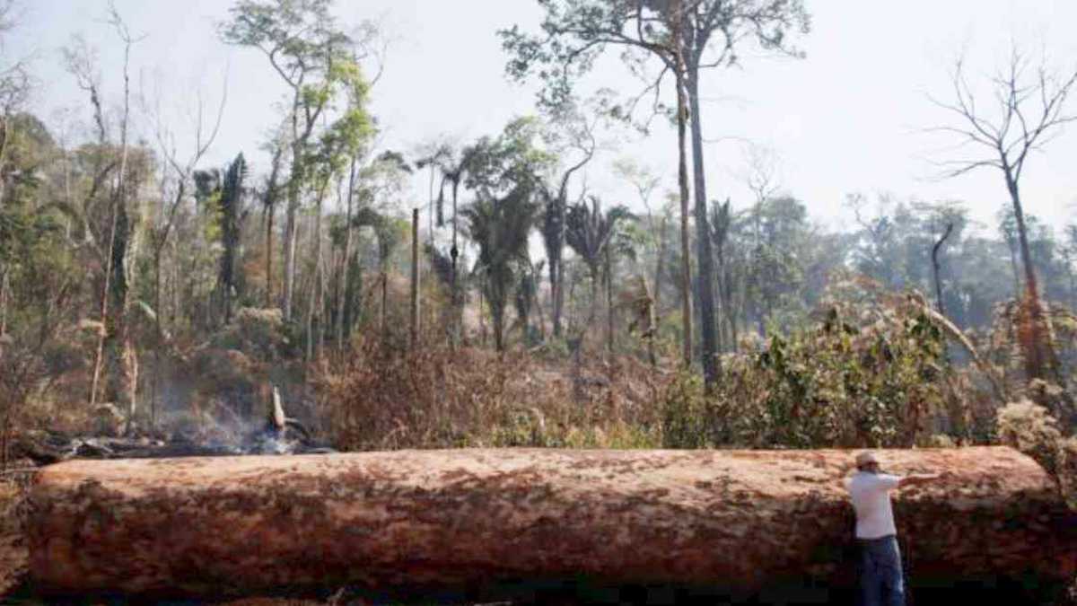 La deforestación en Brasil avanza a pasos agigantados. Foto: Reuters