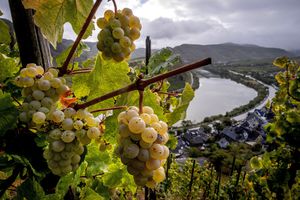 Se ven uvas en el empinado viñedo Calmond sobre el río Mosel en Bremm, Alemania. Foto: AP / Michael Probst