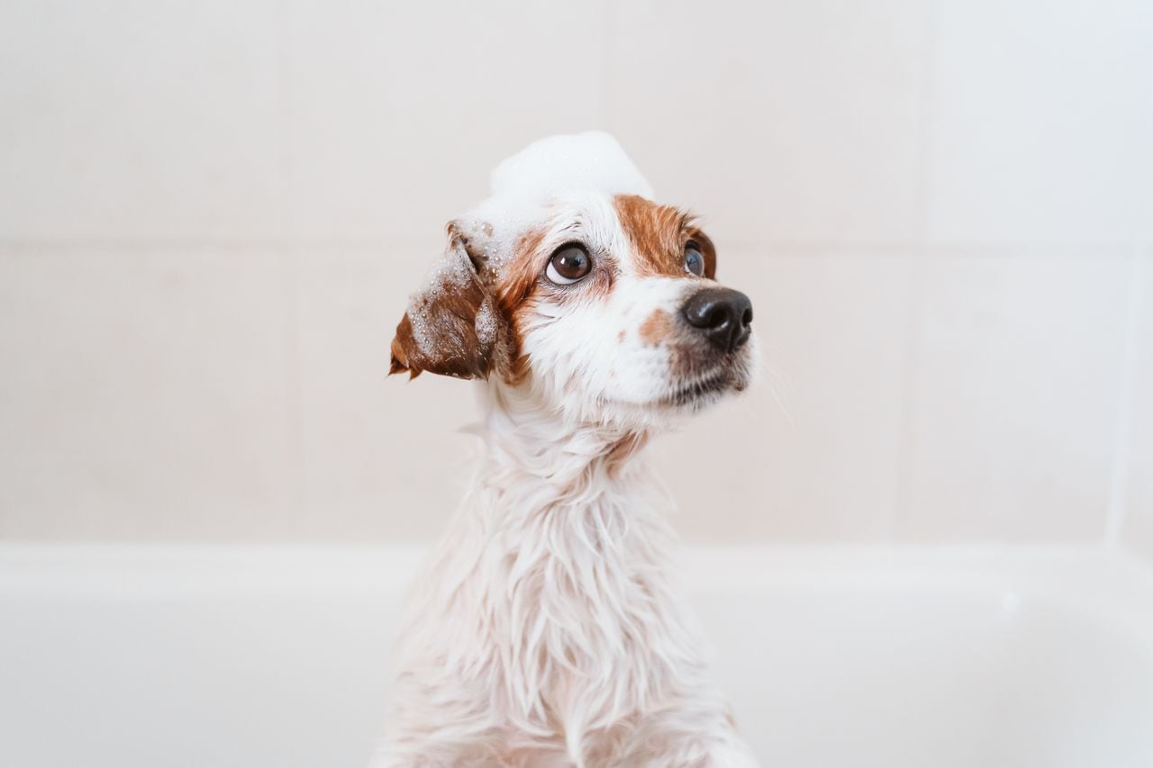 lindo perro pequeño encantador mojado en la bañera, perro limpio con un gracioso jabón de espuma en la cabeza. Mascotas en el interior.
