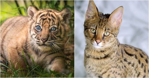 Tigre de Sumatra y gato Savannah.