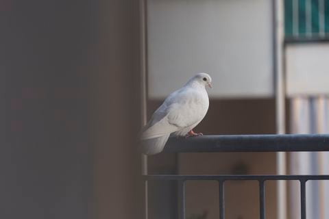 Paloma blanca