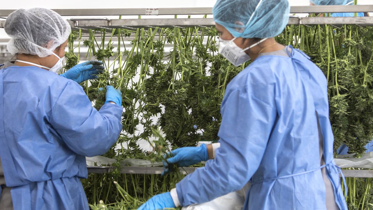 Archivo. Clever Leaves. Cultivos de Cannabis medicinal, Marihuana. Laboratorio de marihuana medicinal.
Foto: Juan Carlos Sierra.