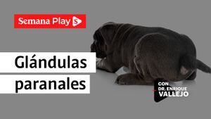 Glándulas paranales | Enrique Vallejo en Salud Animal
