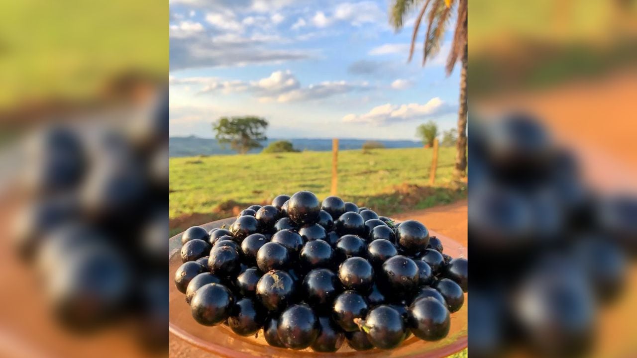 Jabuticaba: fruto que se cosecha en Brasil, Paraguay, Bolivia y Argentina.