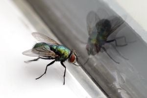 Las moscas pueden ser un problema muy molesto de combatir.