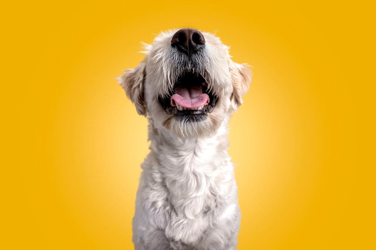 A close-up of a little white dog. Portrait from the front.