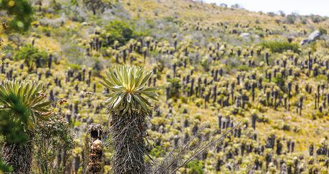 Hay expectativa en torno a una reforma al Sistema Nacional Ambiental. El Ministerio dio a conocer un proyecto de borrador, pero aún no se ha presentado ninguna iniciativa al Congreso.