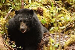 El GPS del oso macho arrojó un total de 348 ubicaciones durante parte de la estación seca en Chingaza. Foto: Fundación Wii.