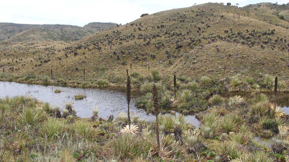 Solo 11 de los 380 kilómetros de extensión que tiene el río Bogotá están libres de contaminación.