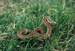 Las serpientes del género vipérido fueron las que más accidentes causaron.