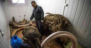 De acuerdo con las autoridades rusas, al año se comercializan de forma ilegal unas 100 toneladas de restos óseos de mamut. Foto: Getty Images