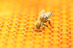 La gente asocia las abejas a la miel, pero en el mundo existen más de 20 mil especies, de las cuales solo 7 producen el fluido dulce.