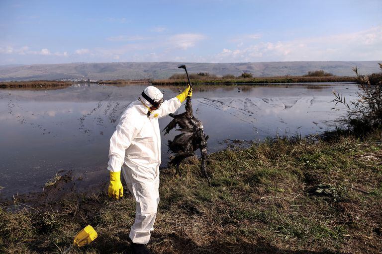 Un trabajador en nombre del Ministerio de Agricultura y Desarrollo Rural sostiene una grúa que murió tras un brote de gripe aviar en el lago de una reserva natural, un importante destino de migración de aves en el valle de Hula, en el norte de Israel, el 2 de enero. , 2022