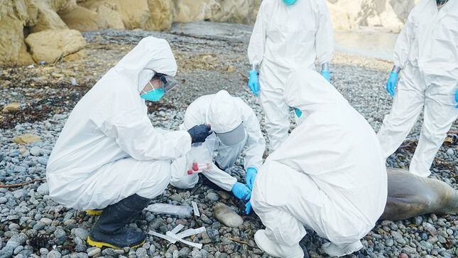 Investigadores y biólogos analizando el cuerpo de uno de los lobos marines fallecidos por la gripe aviar en Perú.