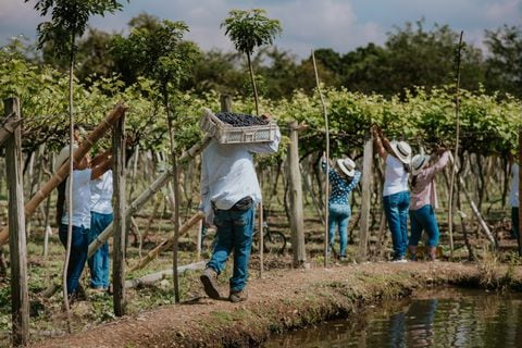 Cultivo de uvas isabella en Santa Elena, Valle del Cauca
